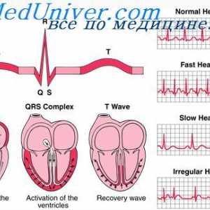 Сърдечен цикъл. Комуникационни електрокардиограми и сърдечен цикъл