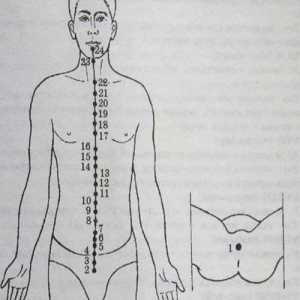 Разположение и анатомия на точки на тялото за ароматерапия. Zadnesredinny Меридиан дю-май
