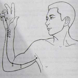 Разположение и анатомия на точки на тялото за ароматерапия. сърце Меридиан
