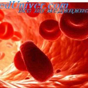 Еритроцитите. Структурата и съставът на червените кръвни клетки