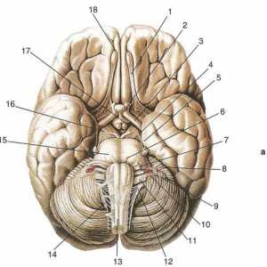 Развитие и принципите на структурата на черепните нерви