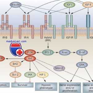 Рецептори с тирозин киназна активност. Рецептори за инсулин и растежни фактори