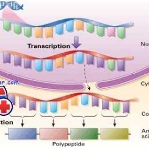 Регулирането на транскрипция и транслация в яйцеклетката
