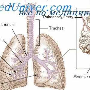 Регламент на дихателната акта на вдишване. Влиянието на дихателен апарат