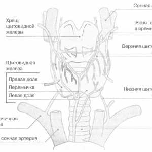 Щитовидната жлеза и паращитовидните жлези
