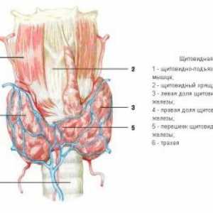 Щитовидната жлеза, ембриология, анатомия и хистология