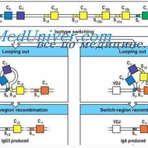Синтезът на имуноглобулини. образуване на антитела