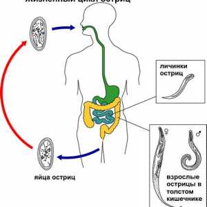 Как острици живеят в човешкото тяло, развитие на жизнения цикъл
