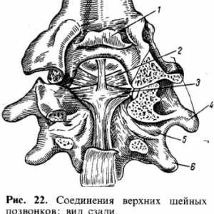 Съединение на гръбначния стълб с черепа