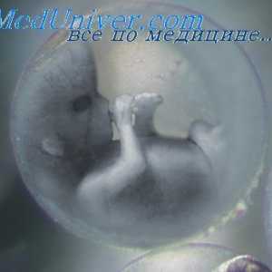 Ембрионални съединителната кожен слой. ембрионални ноктите