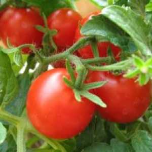 Сортове домати за отглеждане
