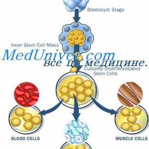 Aging стволови клетки. Механизми за самовъзстановяване на стволови клетки