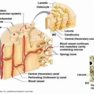 Структура и костната обмяна