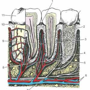 Структурата на зъба