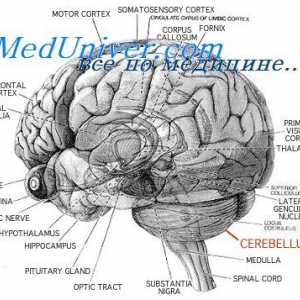 В структурата на малкия мозък. церебрална функция