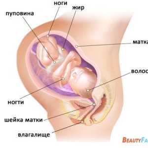 Бременност Седмица 7-та седмица на бременността, 8 седмица на бременността и 9 седмица от…