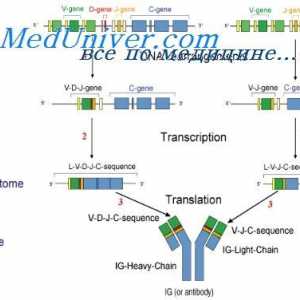 Информацията антитяло иРНК. МРНК структура на имуноглобулините