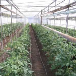 Технологията на отглеждане на домати в оранжерия
