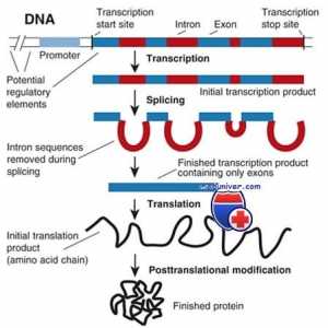 Транскрипция. Форми и видове РНК клетки