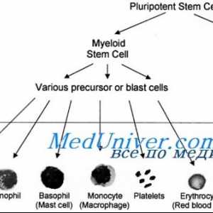 Трансплантация на стволови клетки в сърповидно-клетъчна анемия, синдром на Diamond Черно фен