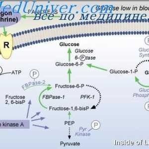 Важността на регулацията на глюкозата. захарен диабет