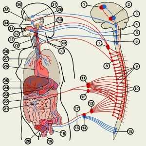 Вегетативната нервна система: лечение, симптоми, функция, анатомия