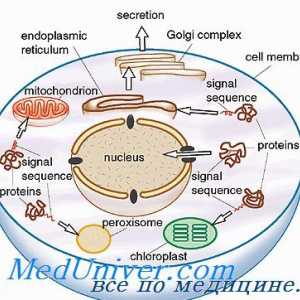 Гликокаликса. Клетъчни органели и цитоплазма
