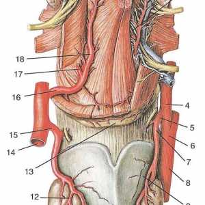 Клоновете на външната каротидна артерия