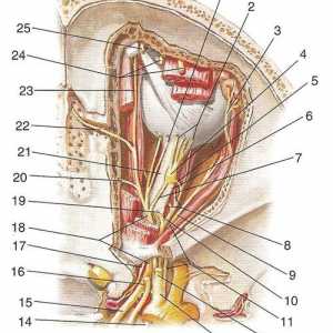 Клоновете на тригеминалния нерв: офталмологични и максиларните нерви