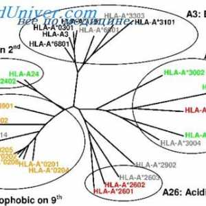 Видове мутации комплекс на хистосъвместимост гени. Проучване мутации н-2