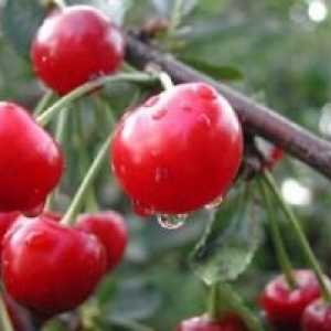 Cherry сортове, отглеждане, грижи