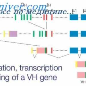 Ефектът върху фенотипа на антитела с тежки вериги. Ограничаване V-гени