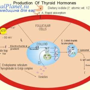 Влияние на хормоните на щитовидната жлеза на главния борса. Сърдечно-съдова система и тироидни…