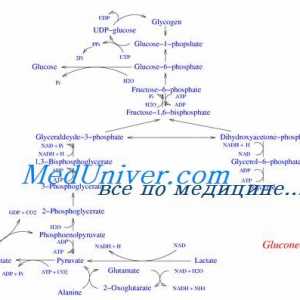 Формирането на въглехидрати от протеини и мазнини. регулирането на глюконеогенезата