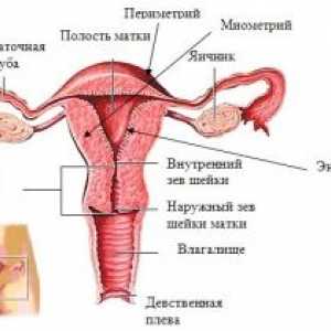 Вътрешни полови органи на жена, структура, анатомията