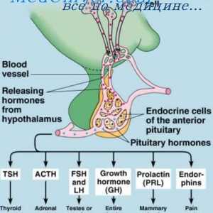 Вътреклетъчните хормон рецептори. Механизми на вторични посредници