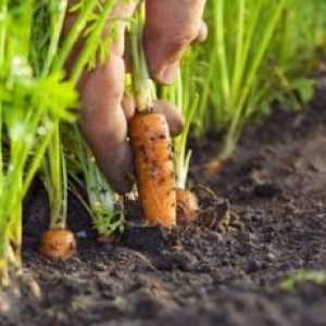 Вредители и заболявания на моркови