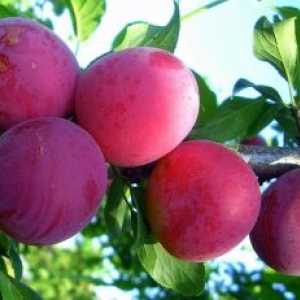 Избор на най-добрите сортове плодове и ягодоплодни