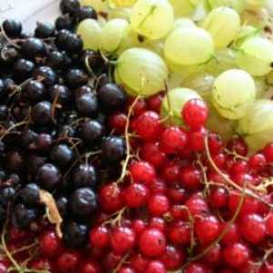 Отглеждане френско грозде и цариградско грозде, поддръжка, озеленяване, развъждане