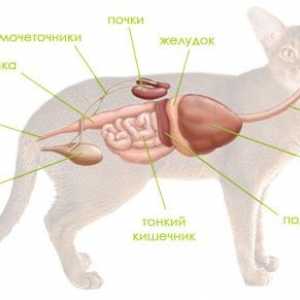 Болест (болест) на панкреаса при кучета и котки