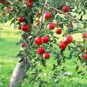 Закономерности на растежа и плододаването ябълкови дървета