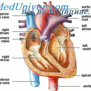 Патент дуктус артериозус. Хемодинамика с отворен артериален канал