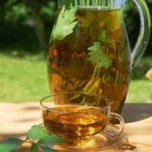 Зелен чай с панкреатит (панкреаса), Kombucha, може ли да се пие?