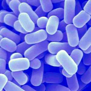 Живи бактерии при дисбактериоза