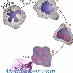 Значение на неутрофили. механизми на фагоцитоза