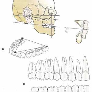 Dental, алвеоларен и базалната арх. хапя